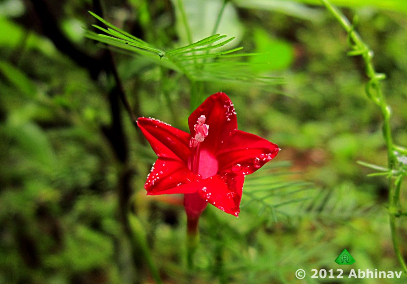 Red Cypress Vine
