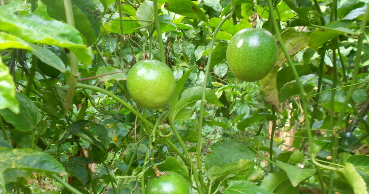 Passion fruits growing in Kenya [Passiflora spp] AgroEnvironment