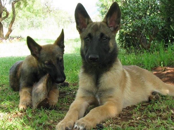 malinois puppy puppies pictures and information malinois puppy puppies pictures and information
