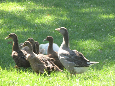 Gertie the Goose herding te ducks