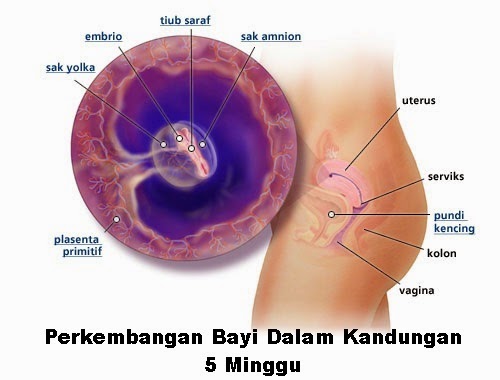 perkembangan bayi dalam kandungan 5 minggu Perkembangan bayi dalam kandungan 5 minggu mengandung, perkembangan fetus 5 minggu, perkembangan bayi ibu hamil 5 minggu, hamil minggu kelima, petanda hamil usia 5 minggu, keadaan ibu hamil ketika umur kandungan 5 minggu, kondisi ibu hamil minggu ke-5, cara menentukan usia bayi umur 5 minggu, mengandung 1 bulan, bila tarikh mengandung, gambar bayi janin 5 minggu, alat ujian kehamilan, UPT (urine pregnancy test), tips menjaga kehamilan ibu mengandung, saiz bayi usia kehamilan 5 minggu sebesar biji buah epal