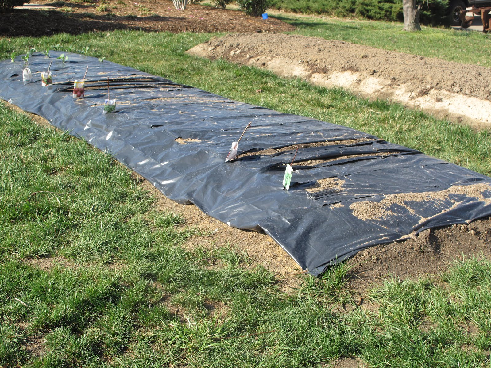 Black Plastic Mulch