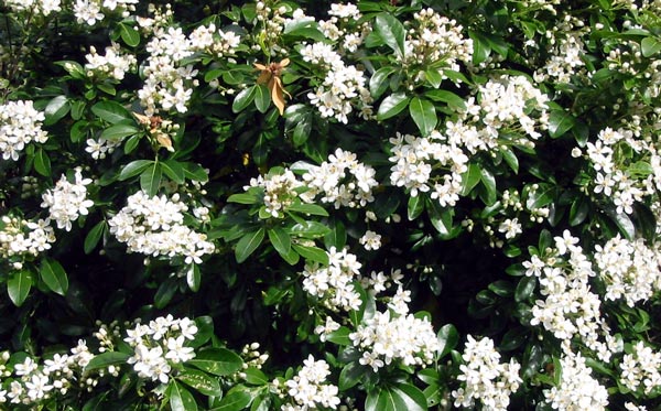 Shoreline Area News Flowers Mexican Orange Shrub