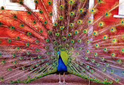 A Peacock Dancing in its Beauty