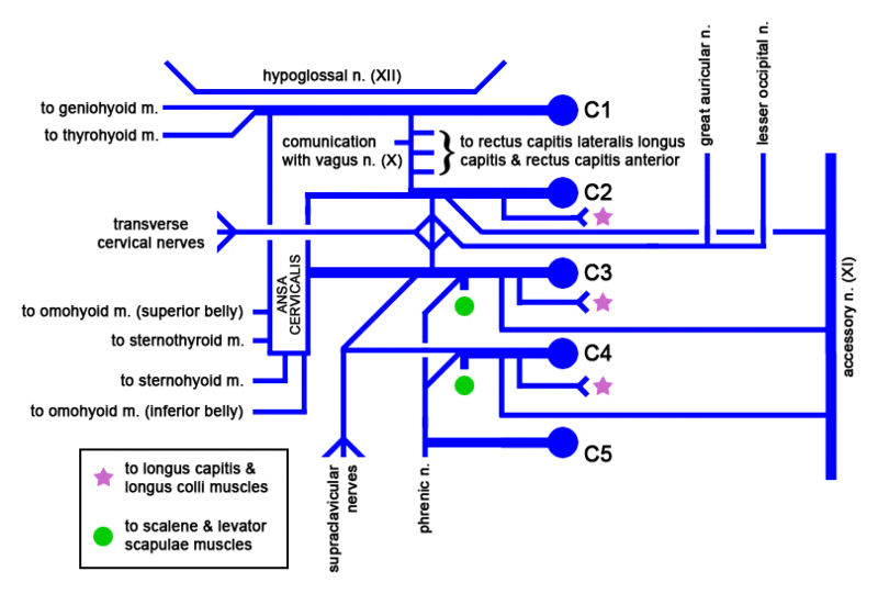 Rishabh Tiwari's Blog: Cervical Plexus Mnemonic