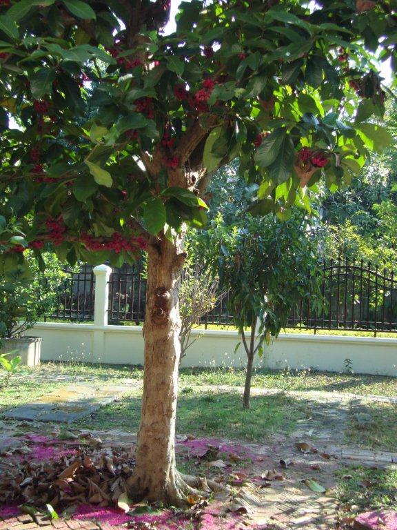 "My Journey For His Glory" The Rose Apple Tree...