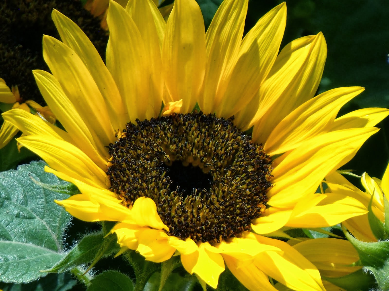 sunflower group