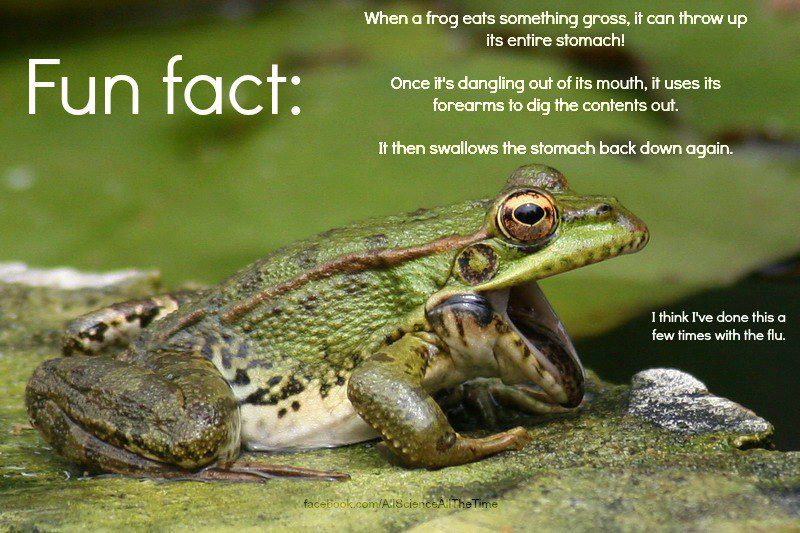 When a frog eat something gross, it can throw up its entire stomach