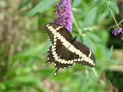 Giant Swallowtail