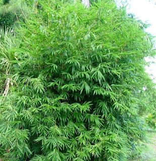 Clumping bamboo Bambusa Boniopsis - Jade Goddess Bamboo