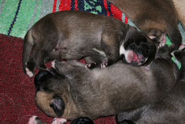 puppies sleeping