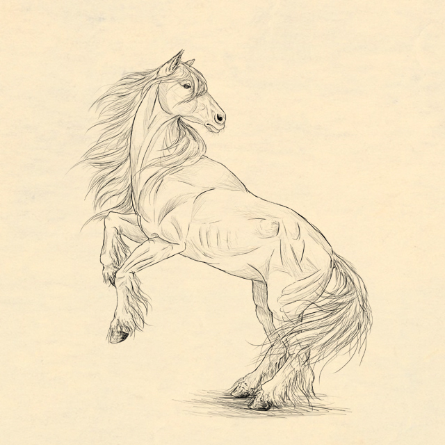 Hogyan rajzolj lovat?