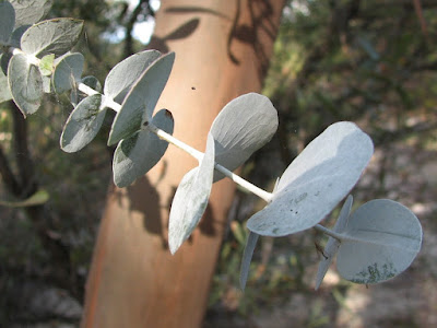 Eucalyptus_perriniana.jpg