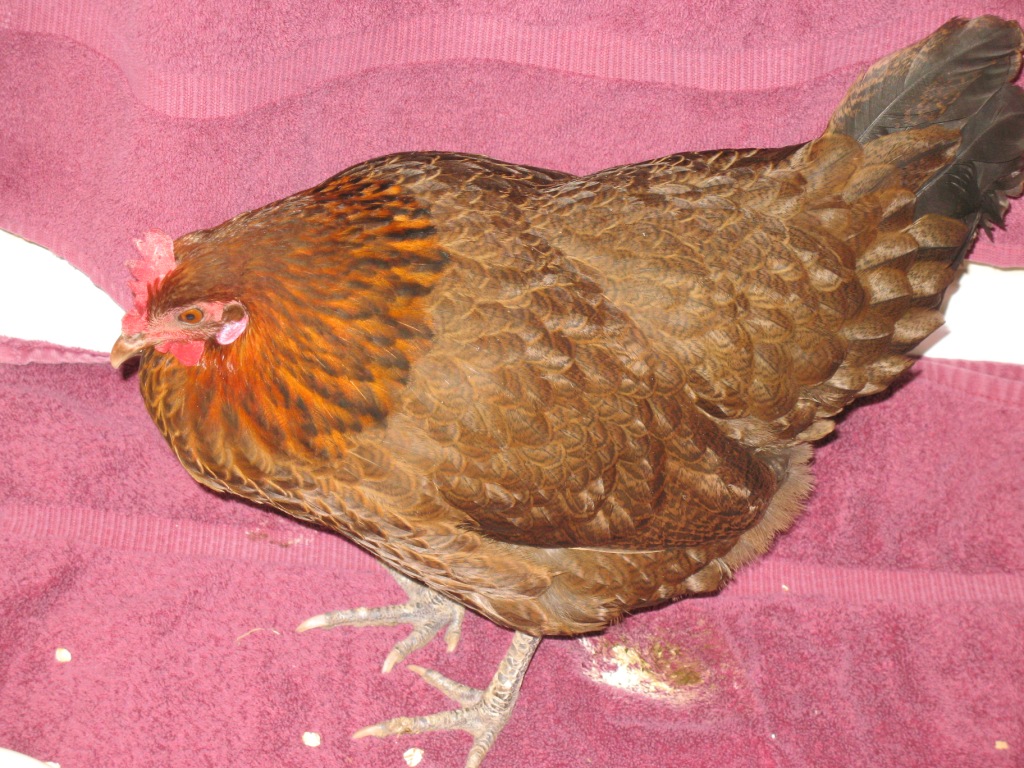 Razzberry Corner Chicken with a broken neck?