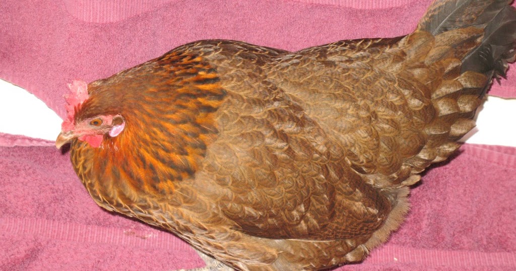 Razzberry Corner Chicken with a broken neck?