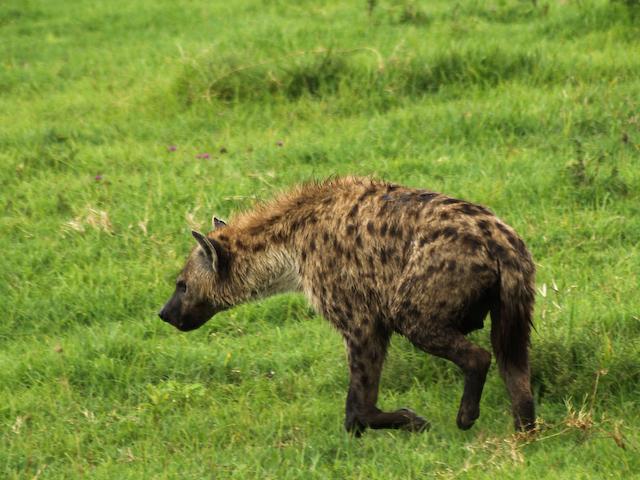 Funny Pictures Gallery: Funny hyena, pictures of hyenas, hyena ed, how