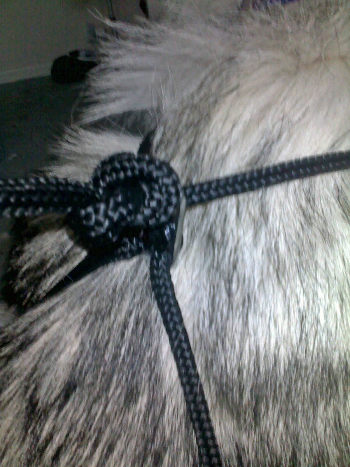 Letti's Life A review of the Lupi harness