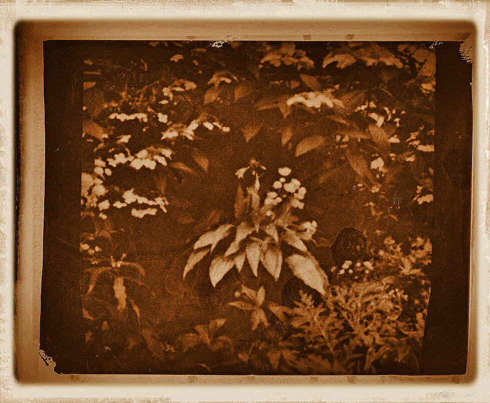 Hydrangea Aspera Villosa Gruppejpg Pictures Hydrangea Wallpaper