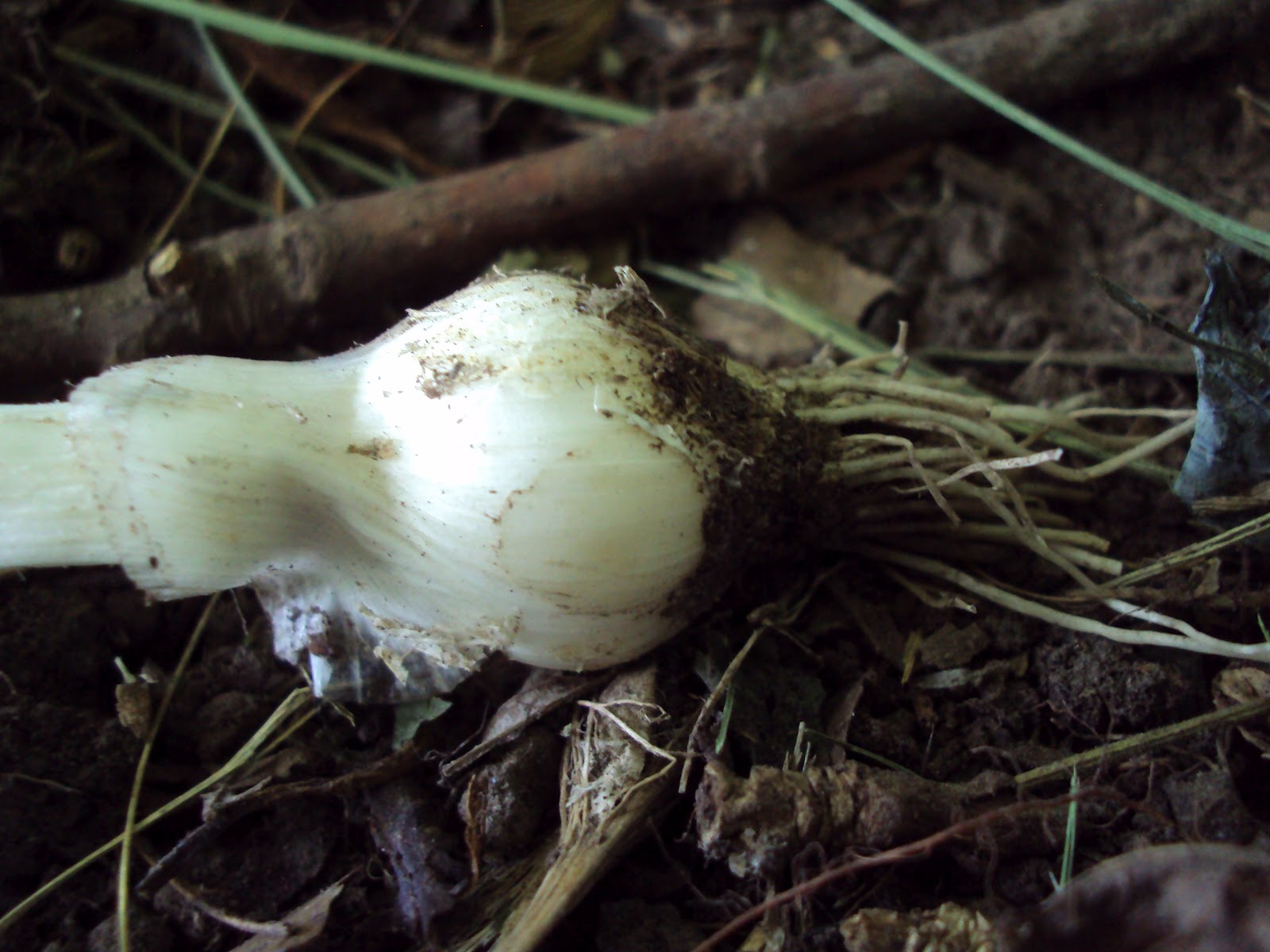 Missouri Survival Scallions Wild Green Onions
