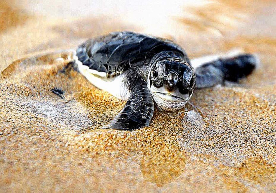 FunMozar – Cute Baby Turtles FunMozar – Cute Baby Turtles