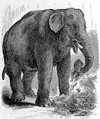 Bolivar the Elephant - from Philly