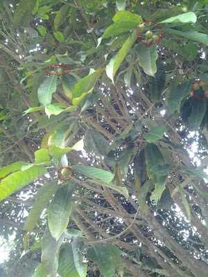 Pokok Balik Angin