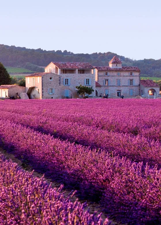 Plateau de Valensole, 04500 Allemagne-en-Provence, France