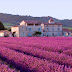 Lavender field,Plateau de Valensole, France