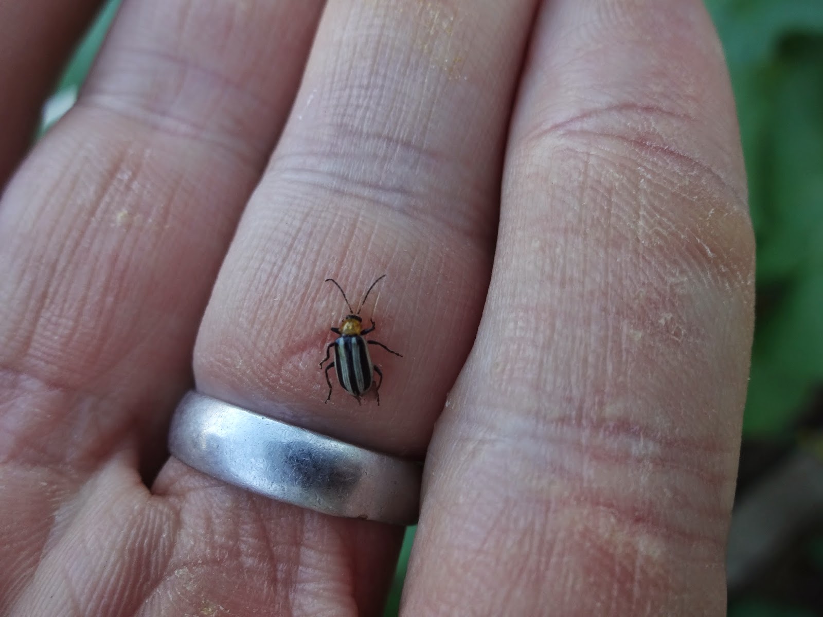 The Scientific Gardener Cucumber Beetles