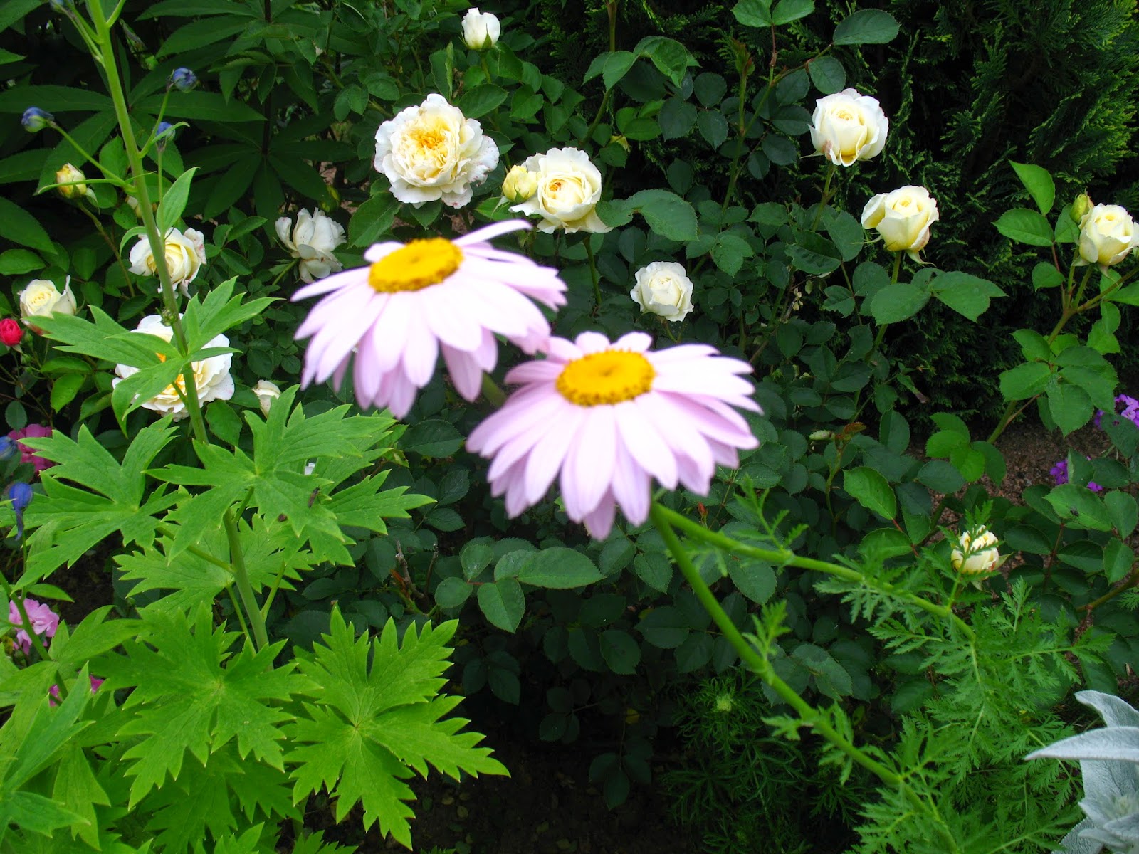 Roses Du Jardin Cheneland