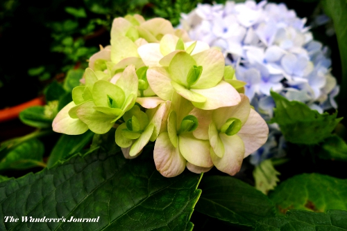 Garden My Top Tips For Growing And Drying Hydrangeas Even In