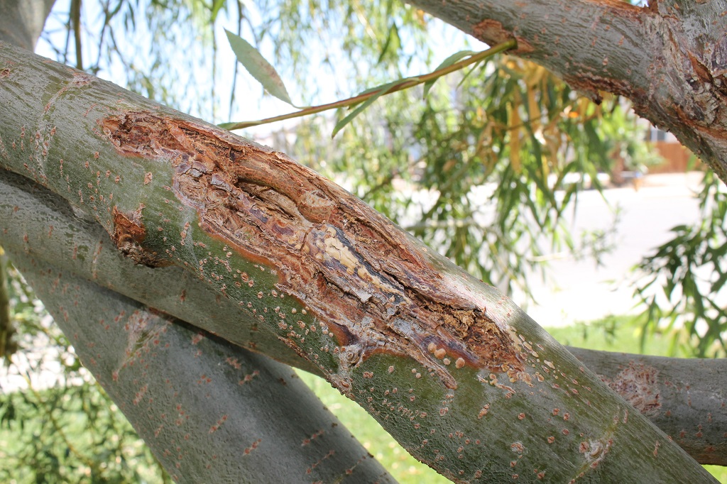 Heart 2 Heart A Dying Tree