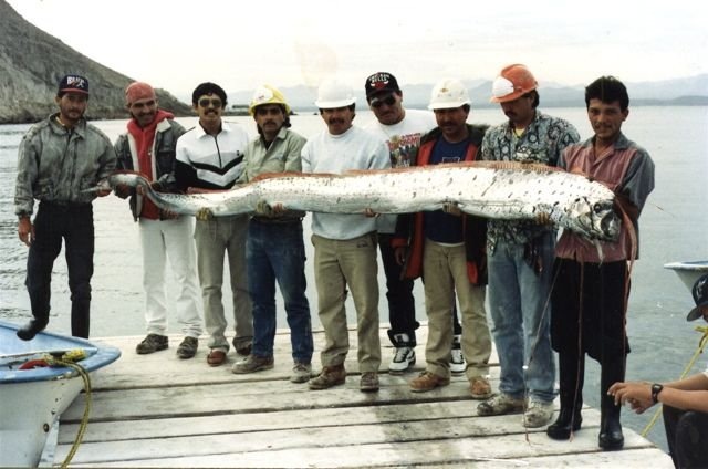 سمكة ” الأورا ” أطول سمكة في العالم Oarfish+%2817%29%5B2%5D