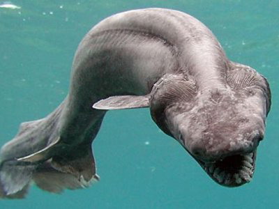 freshwater-frilled-shark.jpg