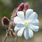 http://wild-flowers-of-europe.blogspot.nl/2014/10/silene-latifolia-subsp-alba.html