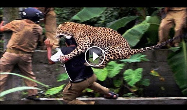 Animal clip168: Leopard Attack Human