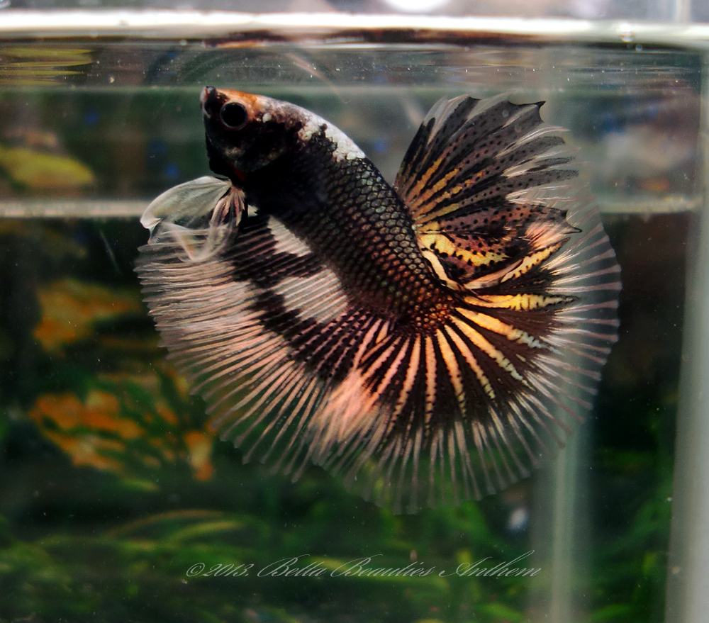 PG's Betta Store Black Copper Fancy Dragon Halfmoon 2618