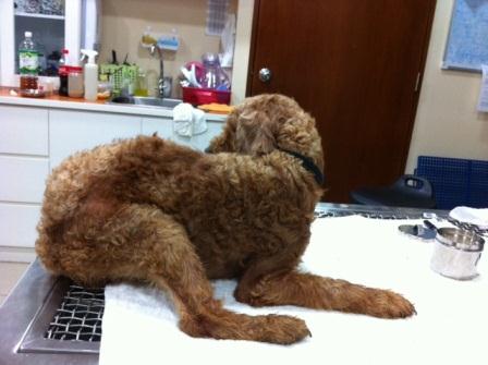 Scared Poodle