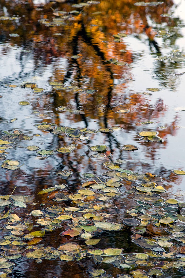 leaves and reflection of yellow tree