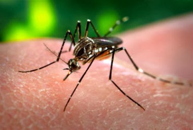 Um pequeno mosquito gera uma perigosa doença. Pequenas atitudes nossas geram perigosas consequências.
