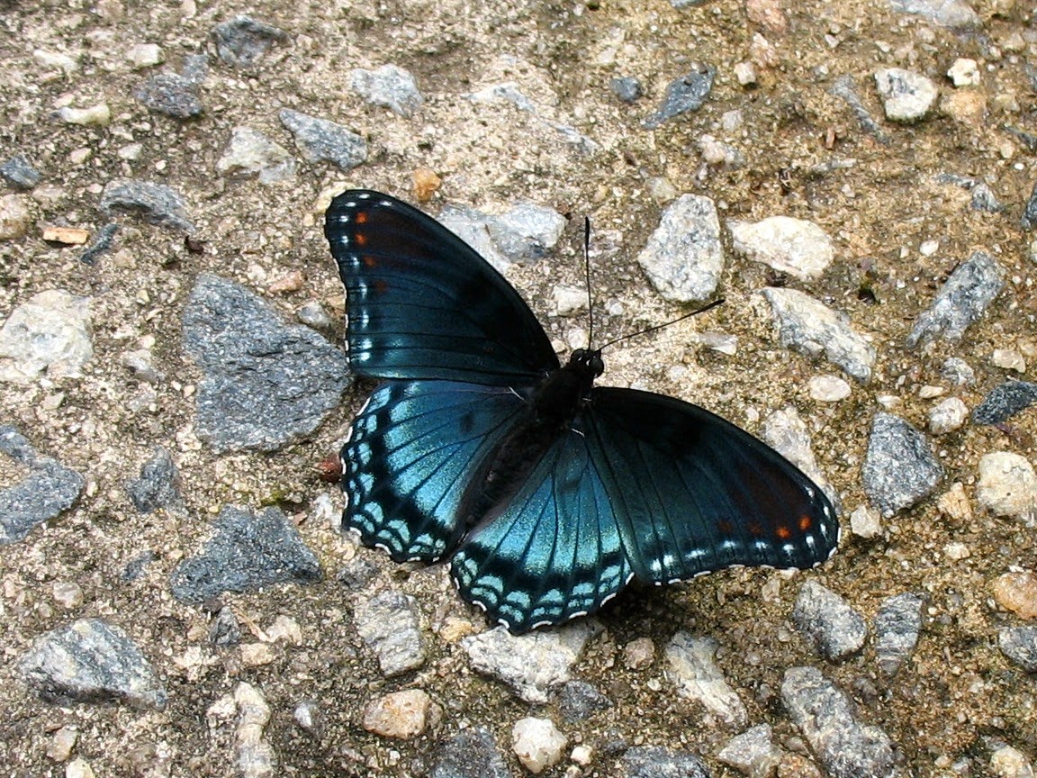 Using Native Plants Black Cherry Butterflies