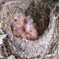 Heart Shape Robins Nest