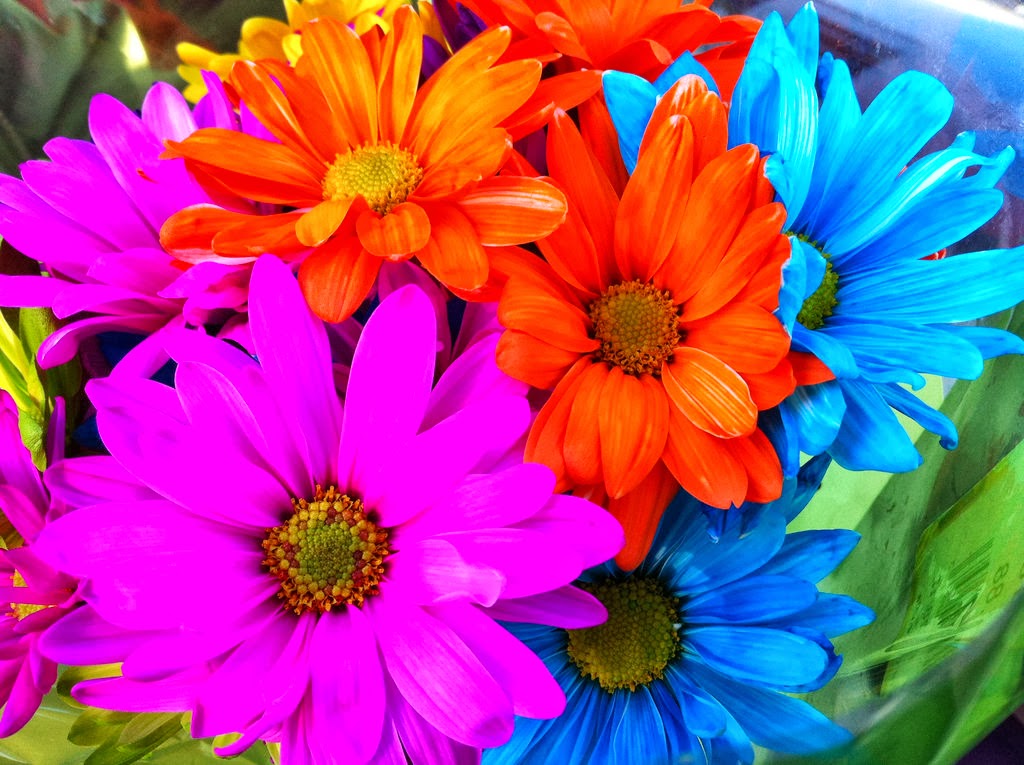 free flower wallpaper all 4u hd wallpaper free rainbow flowers free flower wallpaper all 4u hd wallpaper free rainbow flowers