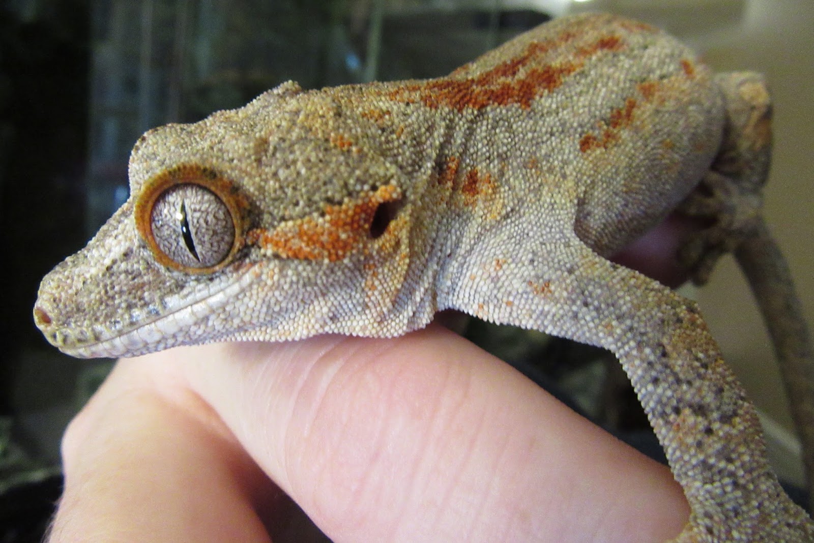 Momcicle Mania: Gargoyle gecko aka Rhacodactylus auriculatus