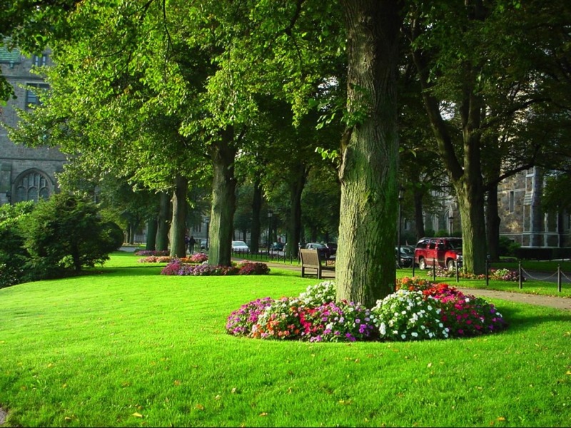 Home And Garden Flowers in the base of treesflowers around trees