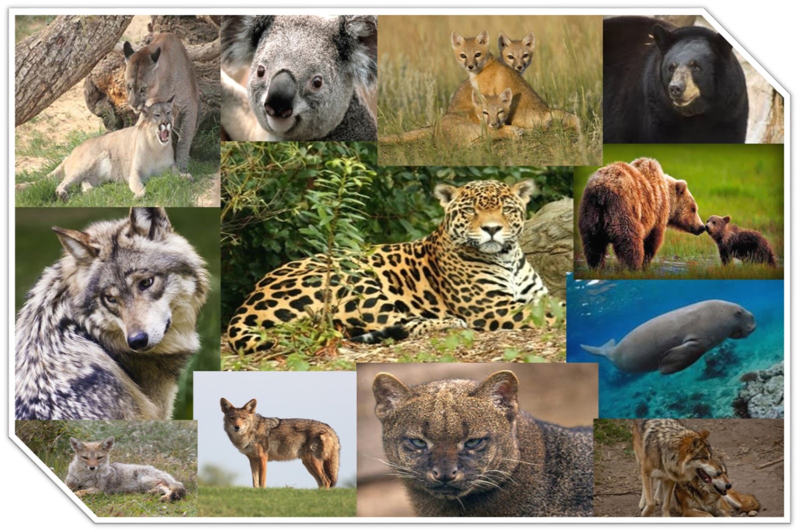 JESSICA VERGARA MONTENEGRO Mamíferos mexicanos en peligro de extinción