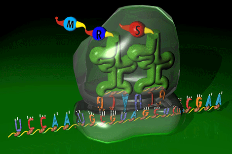Ribosomas pdf - ycepovivofileswordpresscom