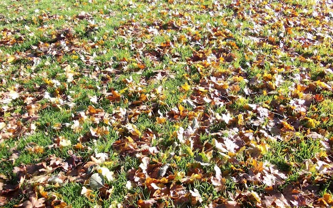 Veel herfstbladeren op het gras