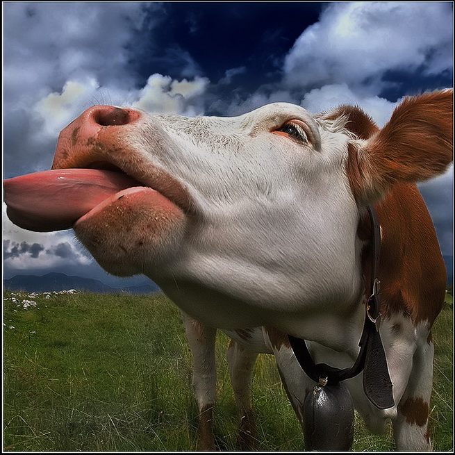 Cool Pictures: Top 30 Funny cow Pictures in worlds