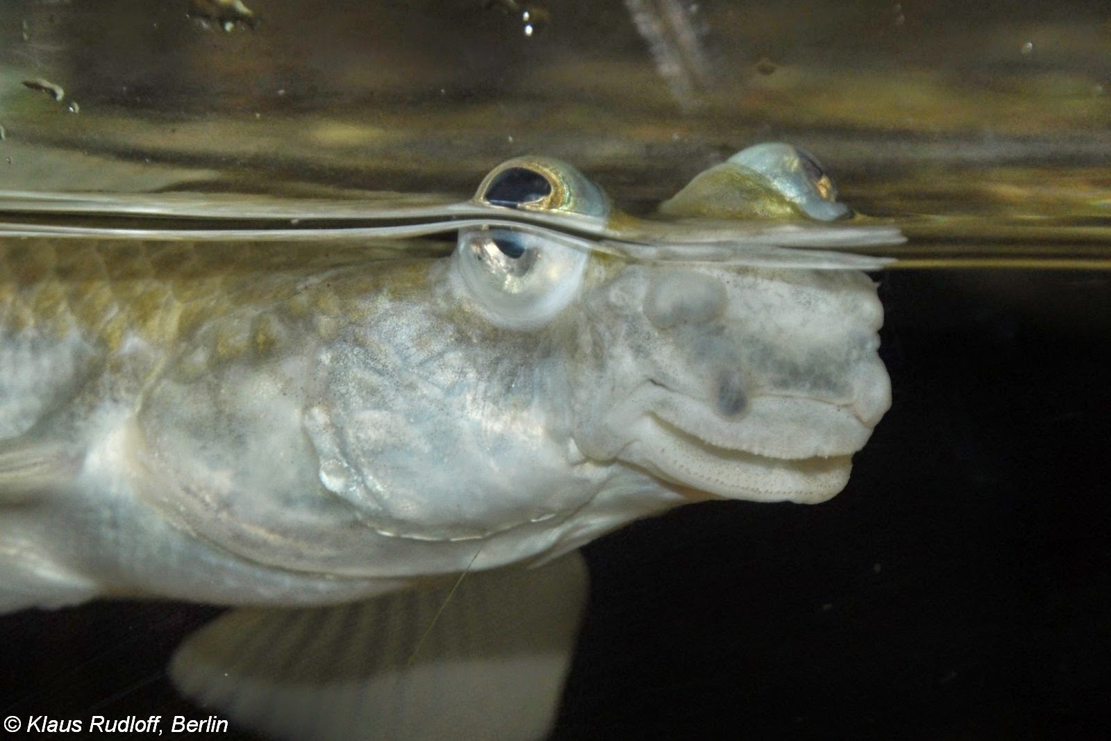 Four-Eyed Fish (Anableps Anableps)